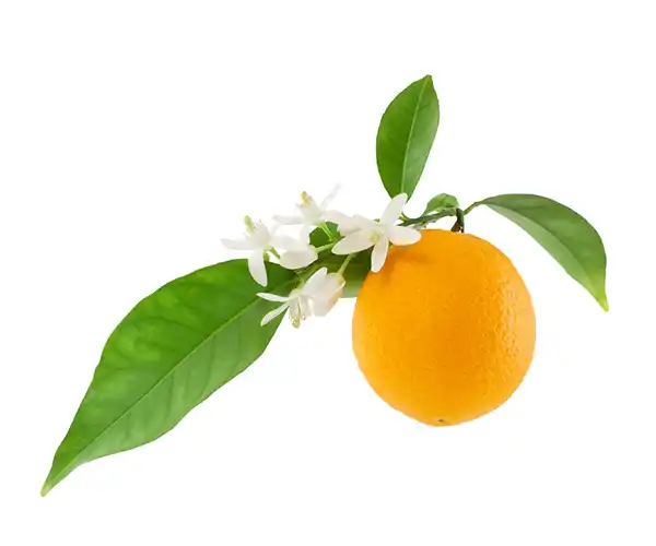 خواص عرق بهار نارنج برای پوست بدن