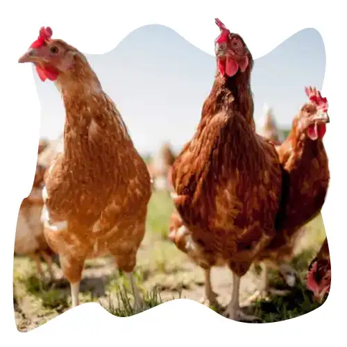 پشتیبانی فنی و خدمات پس از فروش هیتر مرغداری کوچک