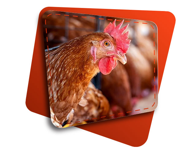 هیتر کابینتی برای مرغداری