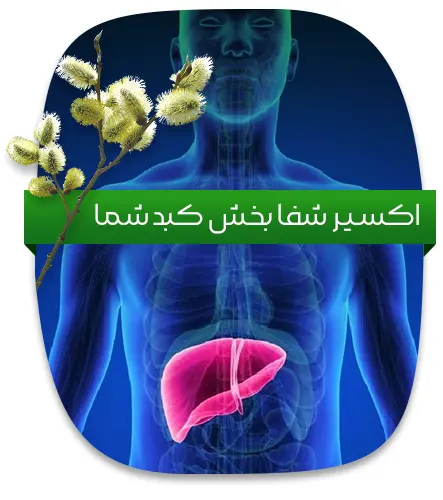 عرق بیدمشک، اکسیر شفابخش کبد شما!
