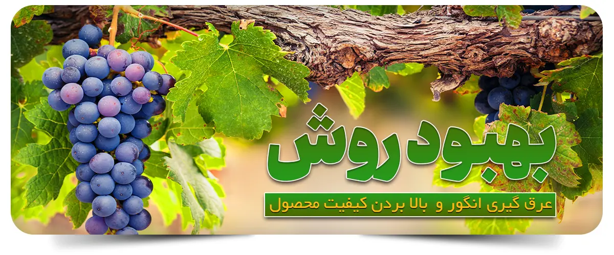 بهبود روش عرق گیری انگور و بالا بردن کیفیت محصول با تکنولوژی مدرن