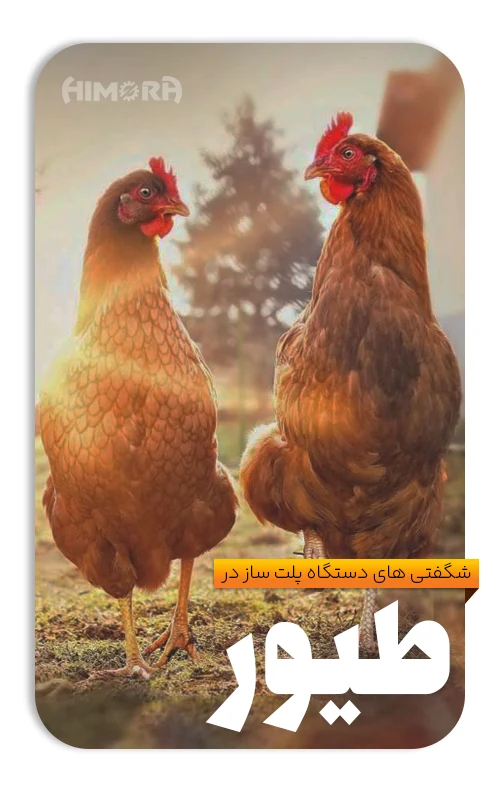 نقش خشک کن پلت در تولید خوراک مرغ