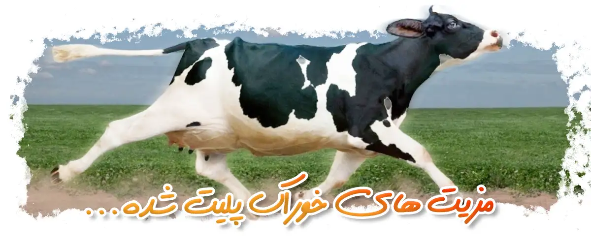 خوراک پلت شده دام چه مزیت¬هایی دارد؟