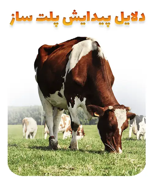 پلت ساز صنعتی دامداری در تولید خوراک: دلایل پیدایش تا اهمیت استفاده